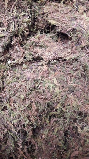 Dớn trắng gói 200gr (dớn mềm) chất trồng hoa lan