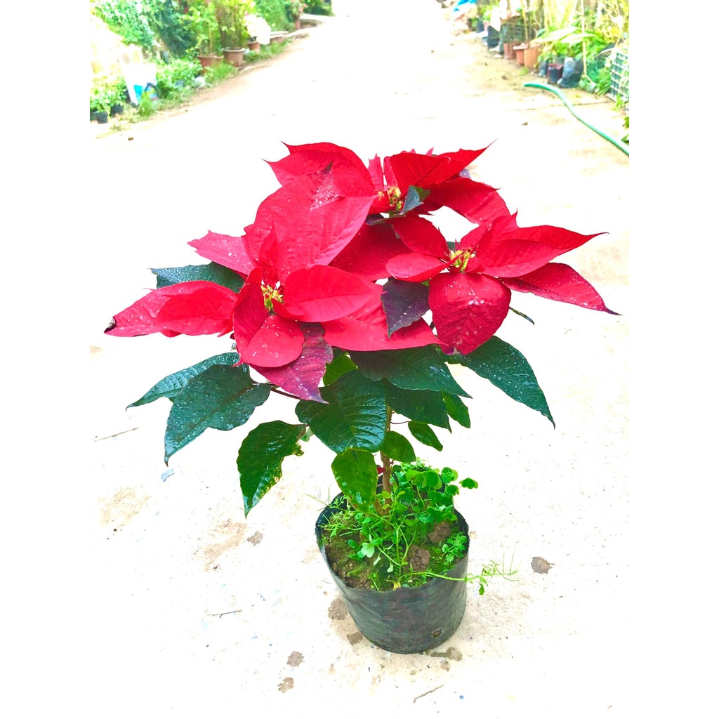Cây trang nguyên đang hoa cao 60 cm