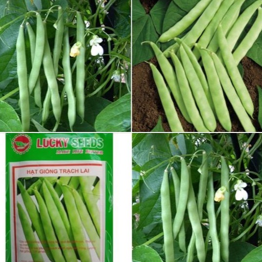 Hạt giống đậu trạch lại cao sản " gói 50 gram"