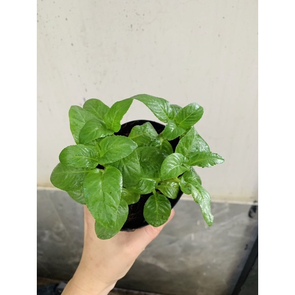 Chậu cây rau quế vị (xá xị)