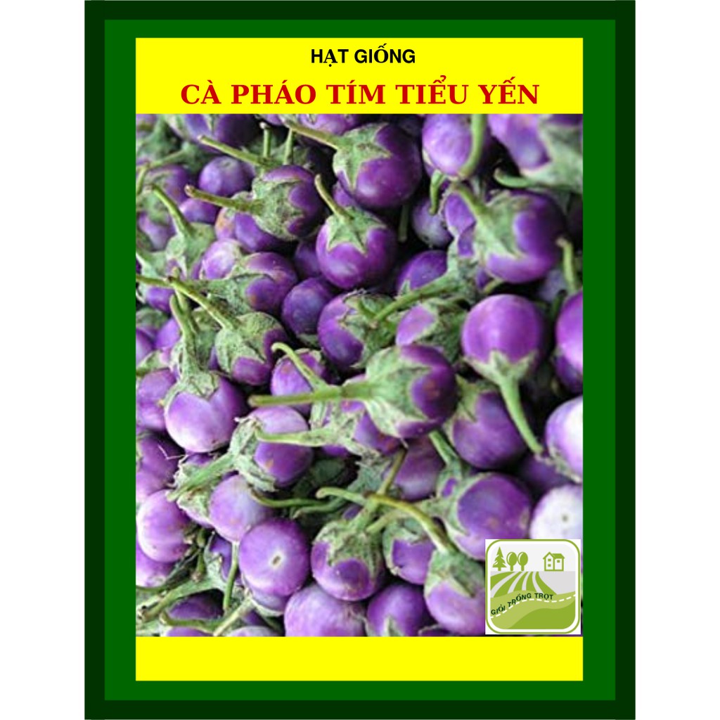 1G - Hạt Giống Cà Pháo Tím Tiểu Yến