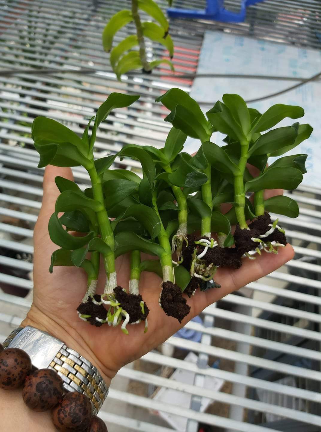Mút ươm kie hữu cơ Hà Lan - 5 viên lớn
