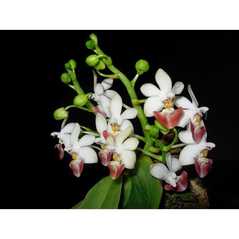 HOA LAN HỒ ĐIỆP RỪNG - HỒ ĐIỆP ĐÁ