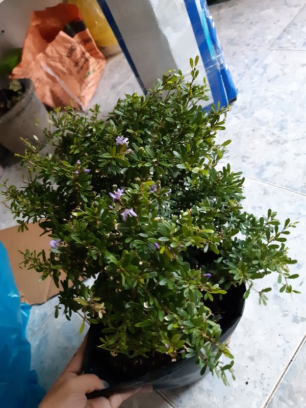 Cây Linh Sam Bonsai Bụi - Chậu Bonsai dạng thân gỗ, trong tự nhiên cây có thể cao đến hơn 6m