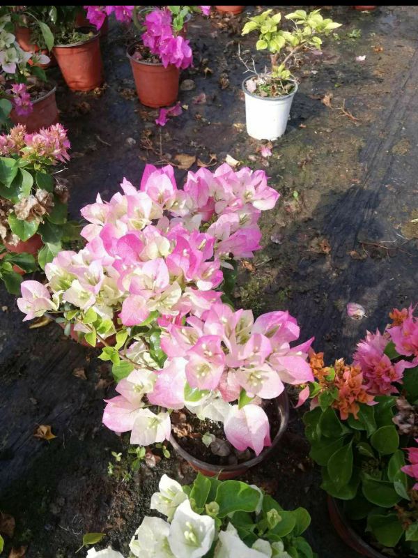 Cây Giống Hoa Giấy Mix Màu