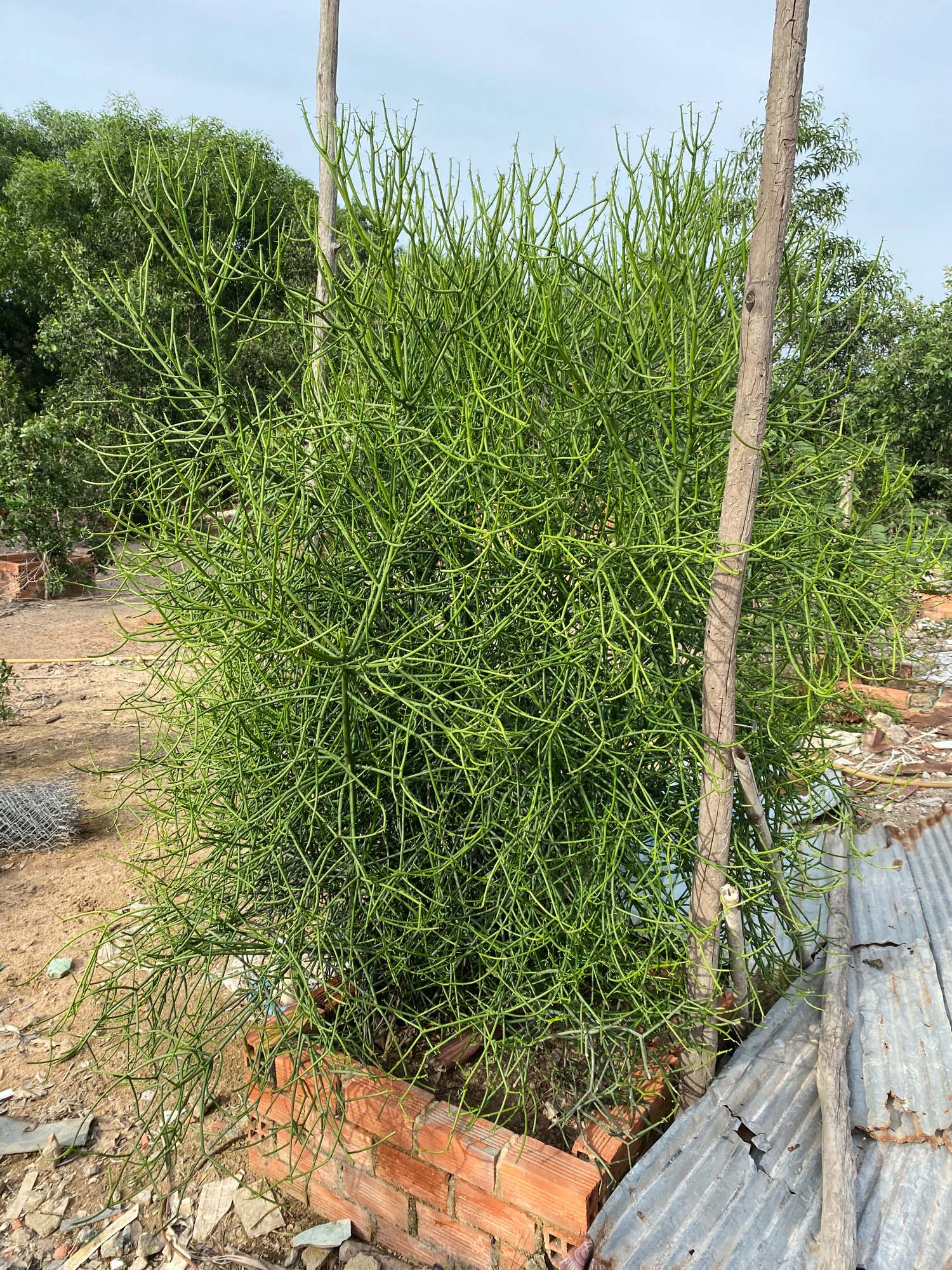 CÂY GIAO - CÂY XƯƠNG CÁ