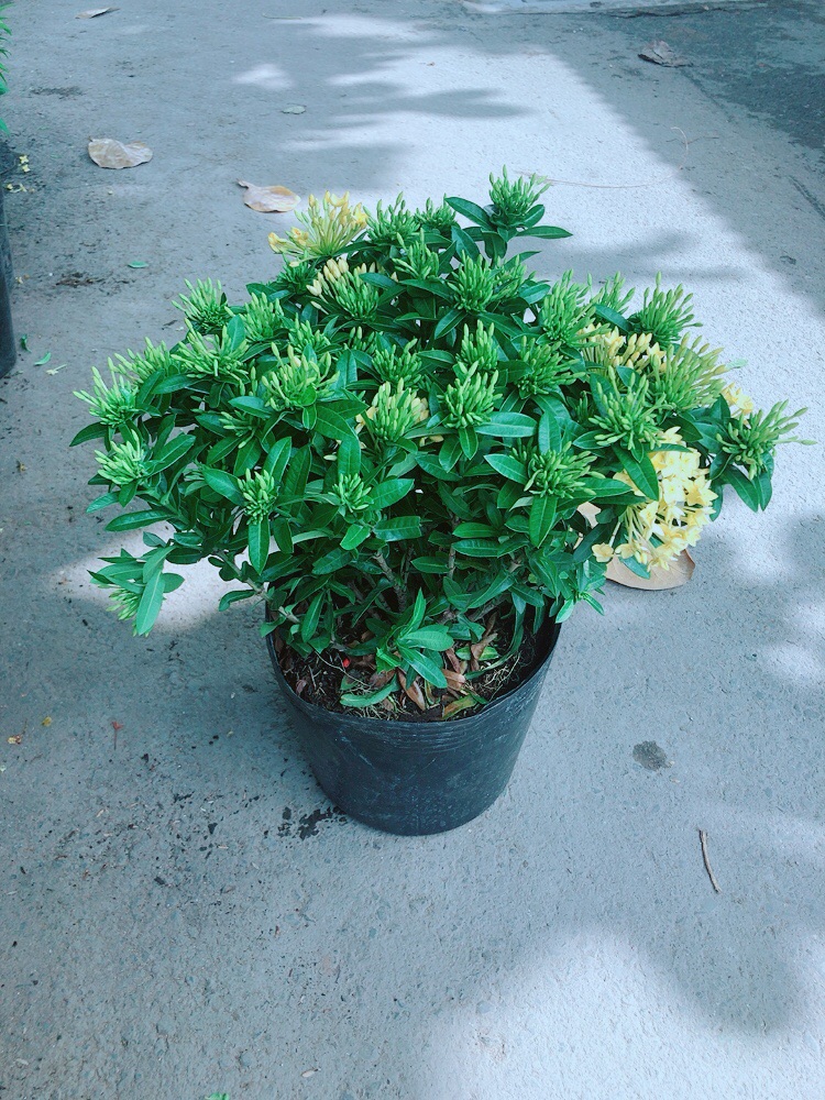Hoa Trang Thái Vàng