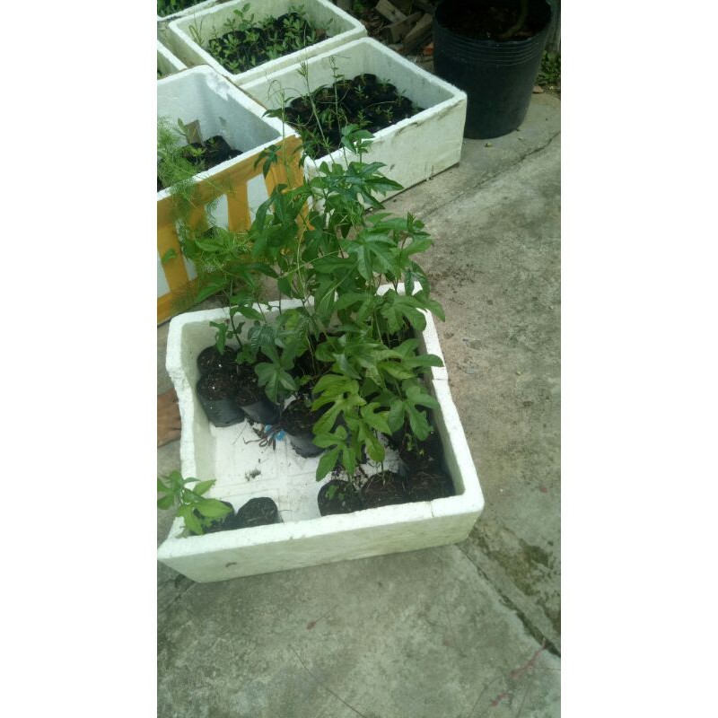 Cây gấc giống