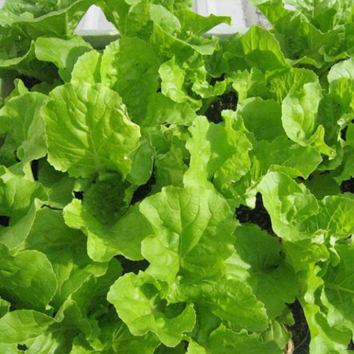 Hạt giống Cải bẹ dún gói 20gr