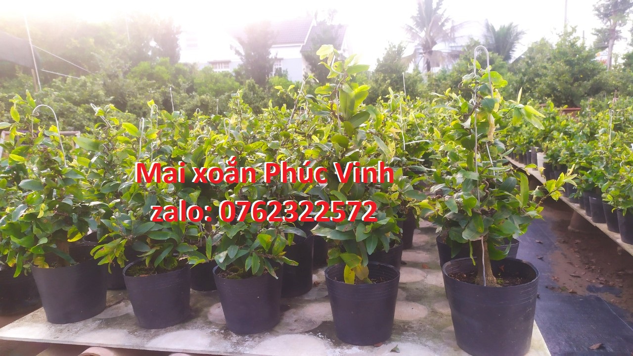 Mai Xoắn (Mai Quắn) Giảo Tự Xoắn