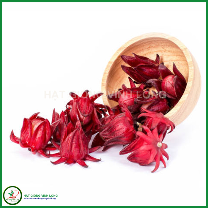 Hạt giống hoa Bụp giấm (Atiso đỏ) - 15 hạt