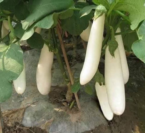 Hạt giống cà trắng lai trái dài 0,5gr/gói