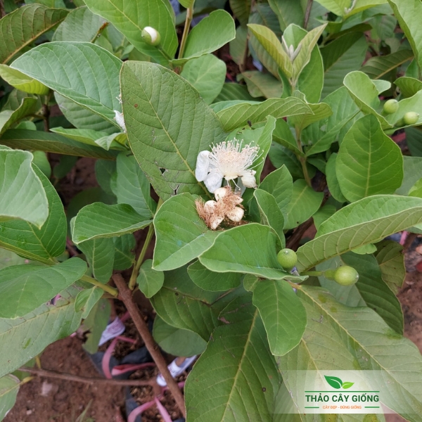 Sapling Guava Queen- same Guava High Yield