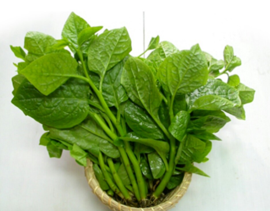 HẠT GIỐNG RAU MỒNG TƠI (20 GRAM)