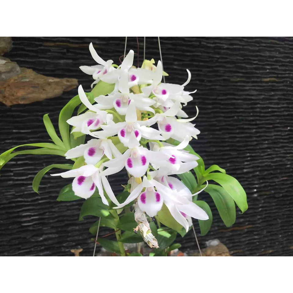 Phi điệp 5ct phú thọ hàng kie năm 2