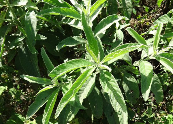 Cây đại bi ( tù bi khô 1-2kg)