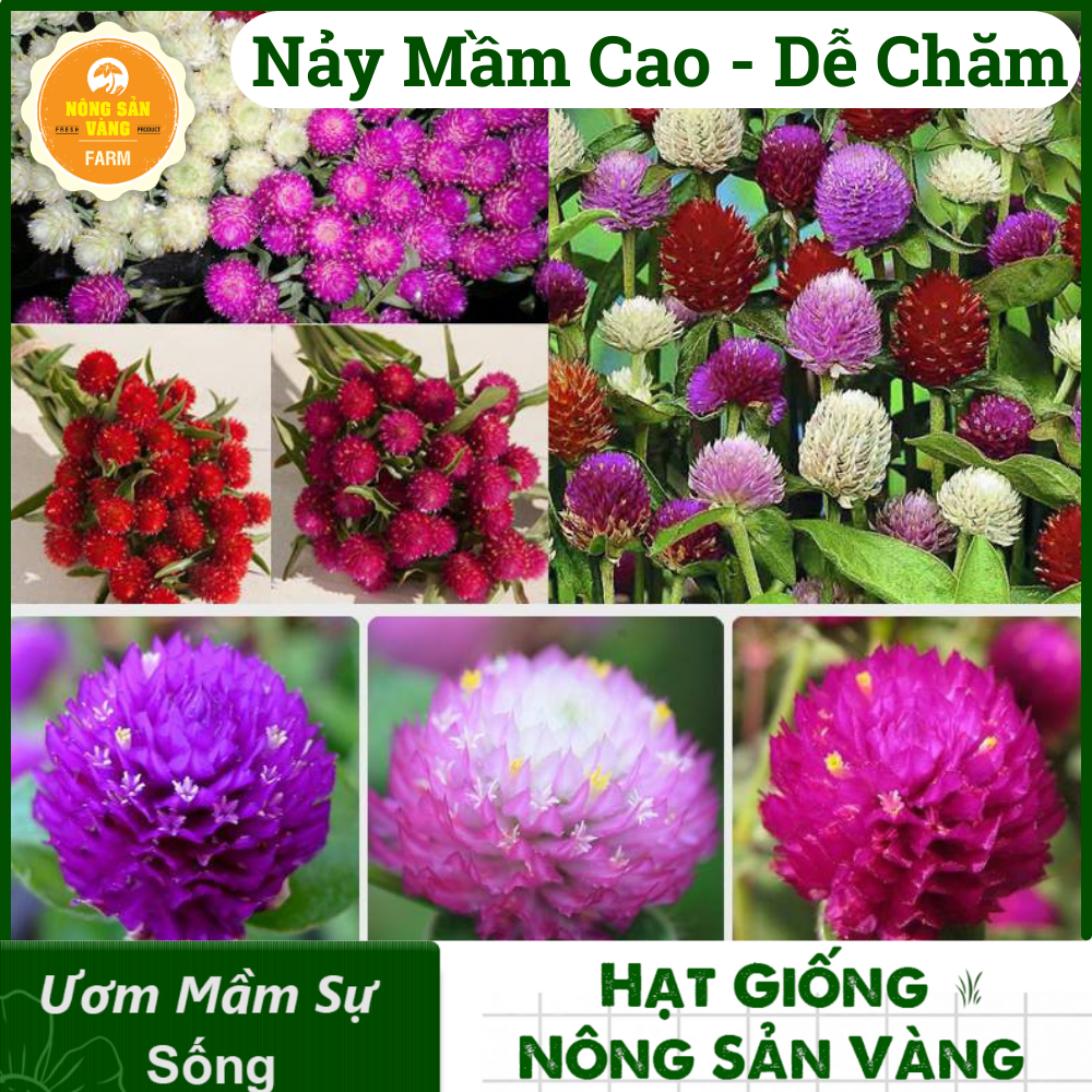 Flower seeds globosa mix Brilliant, suitable Climate Vietnam