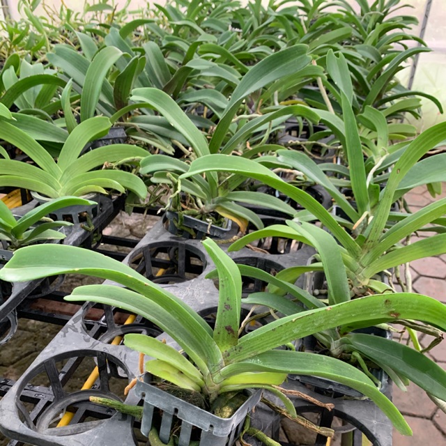 Phong Lan đai châu - ngọc điểm trường thành cho hoa vào tết 2021