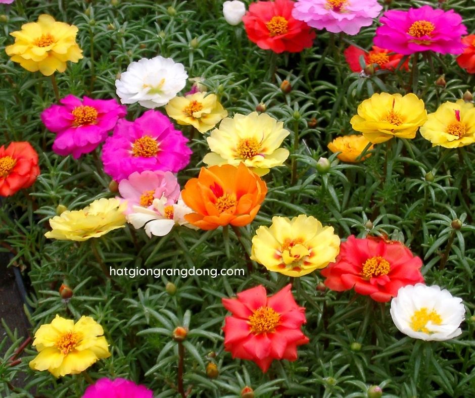 Hạt giống hoa mười giờ nhiều màu