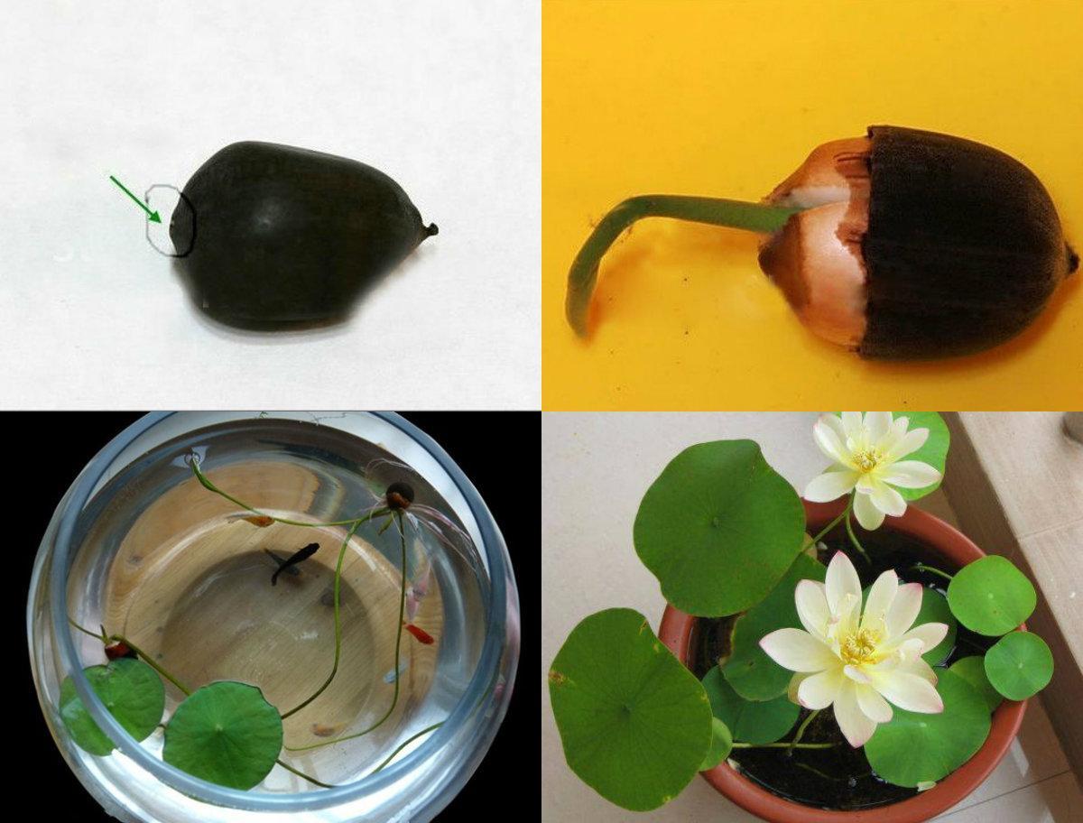 Hạt Giống Hoa Sen Mini Nhiều Màu- Gói 5 Hạt