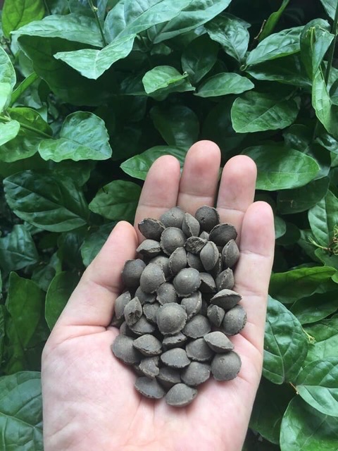 Phân Trùn Quế Hạt Mận Cho Hoa Lan 1KG