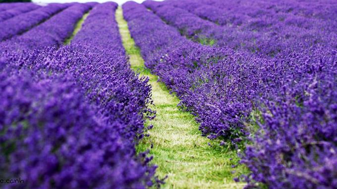 Tinh dầu hoa oải hương Lavender (100ml)