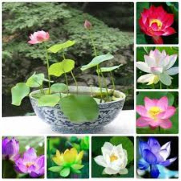 5 hạt giống sen nhật mini nhiều màu
