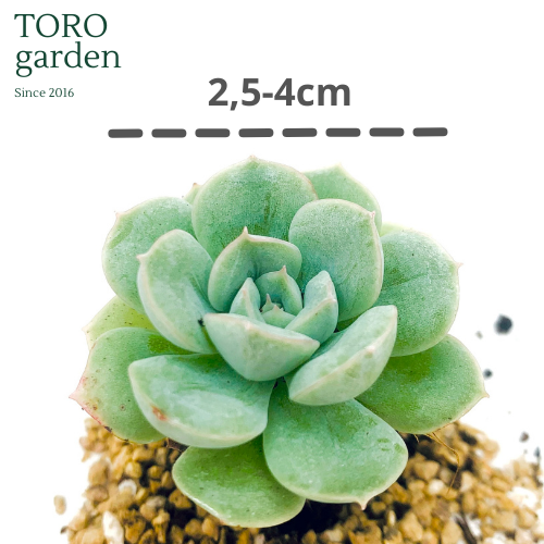 SEN ĐÁ LIÊN ĐÀI ĐÀ LẠT SIZE MINI  HƯ 1 ĐỔI 1  SIÊU CUTE