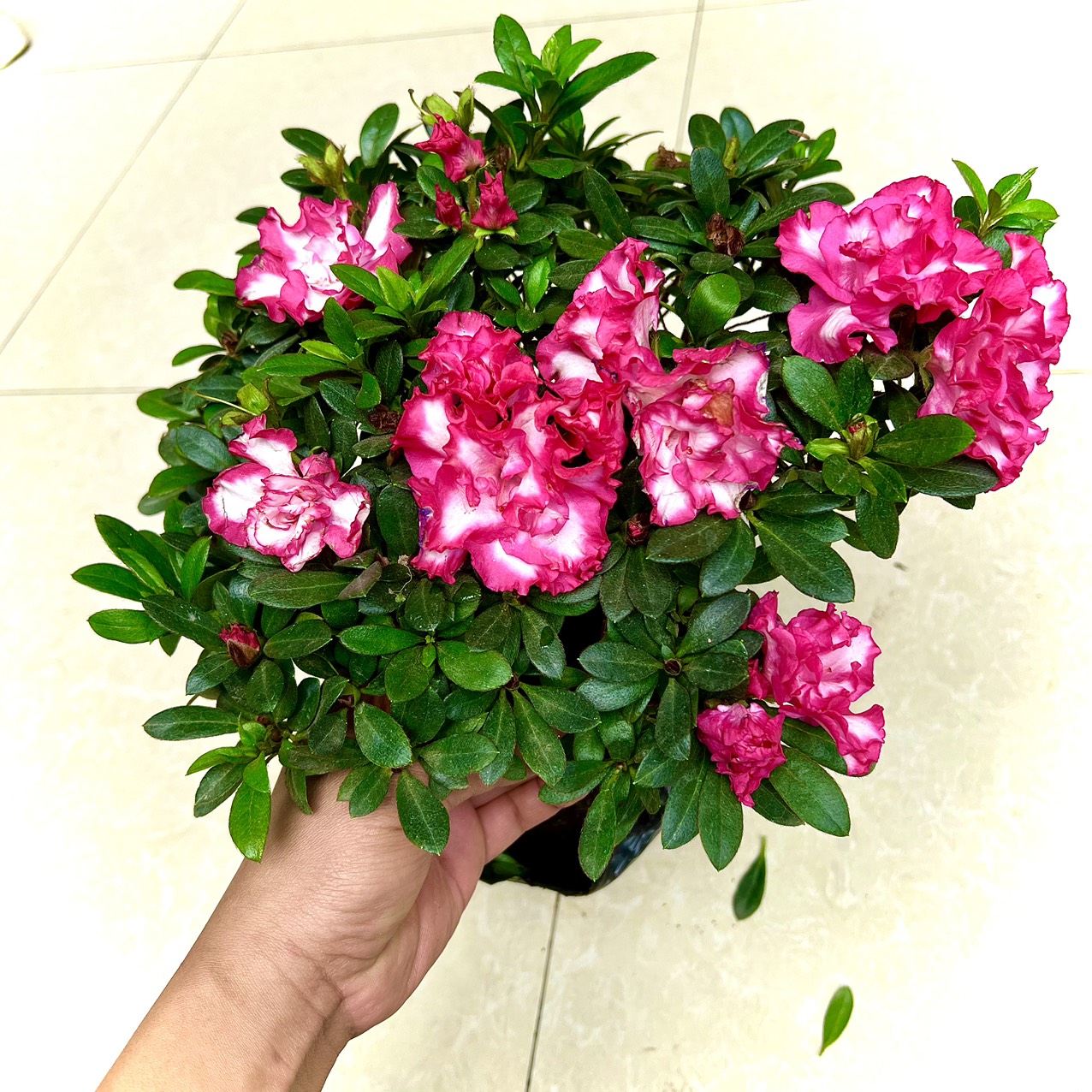 Cây hoa đỗ quyên song hỉ lùn