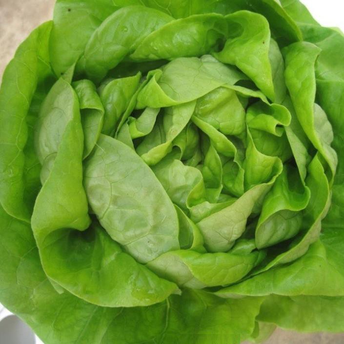 Hạt giống xà lách Búp - Gói 2 gram