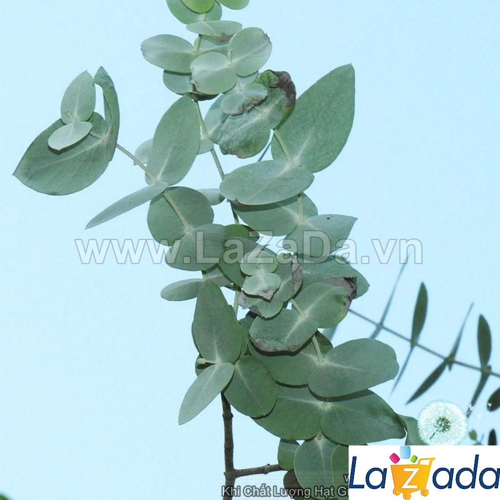 50h Hạt Giống Cây Lá Bạc Silver Dollar (| -KD: B21*V72*M241)