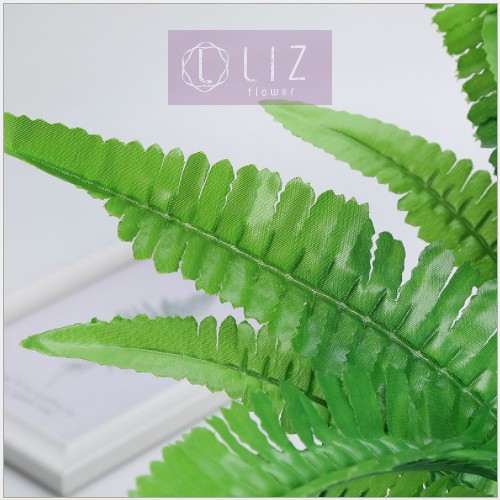 CÂY DƯƠNG XỈ CÂY GIẢ CỠ TRUNG LIZ62