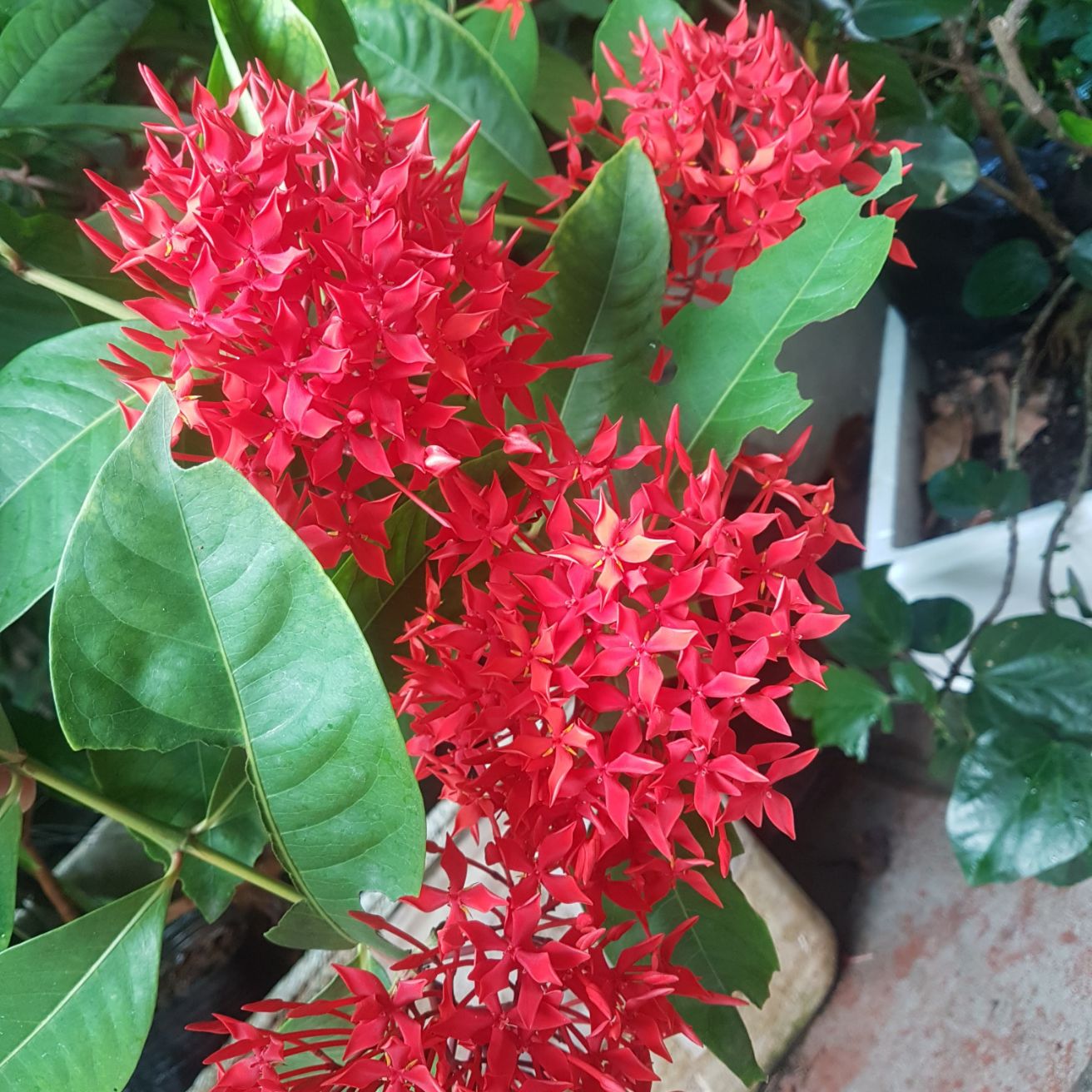Cây giống Hoa mẫu đơn đỏ.(loại bông to)