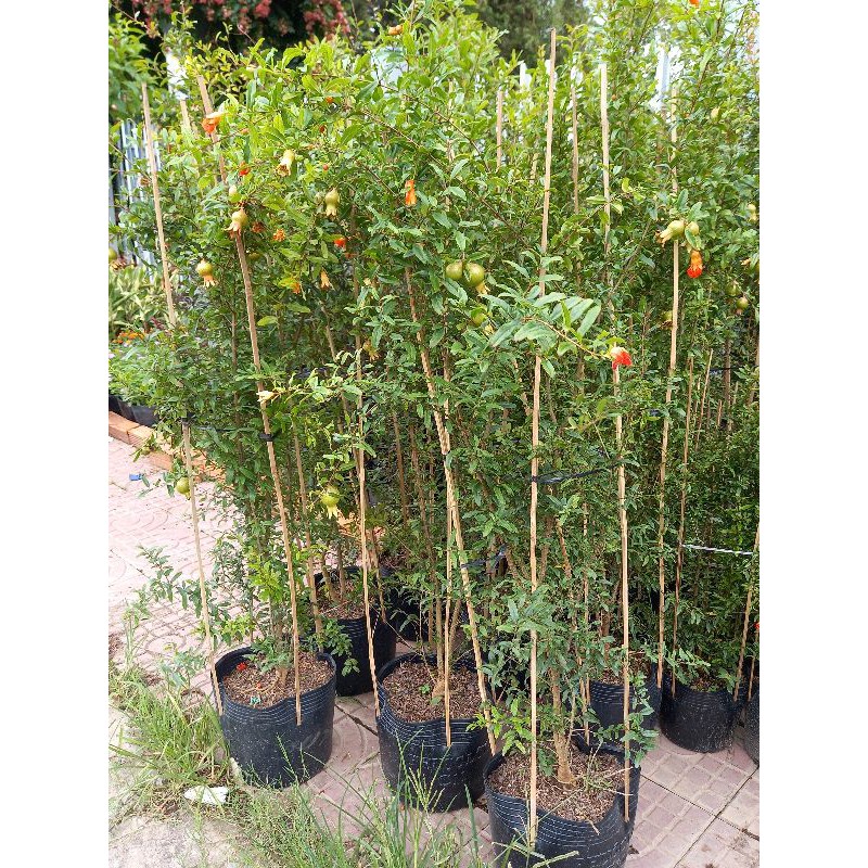 cây lựu thái đang trái