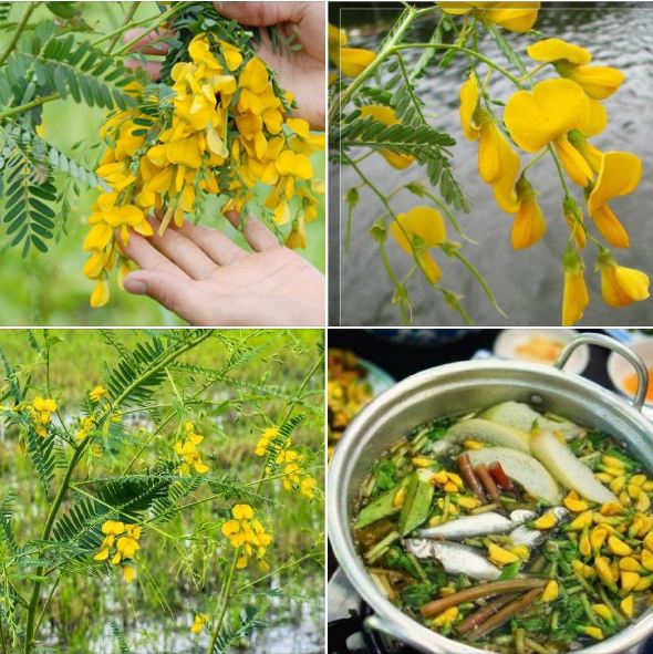 Hạt giống hoa điên điển f1 - 50 hạt/gói