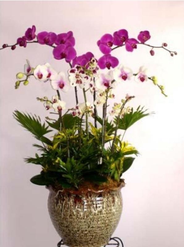 10 Hạt giống hoa Lan hồ điệp