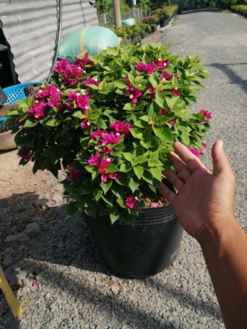 Giấy Mỹ... chậu lớn