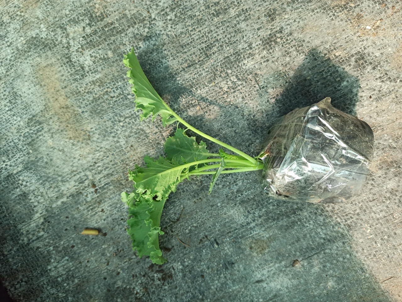 cây cải kale xoăn xanh