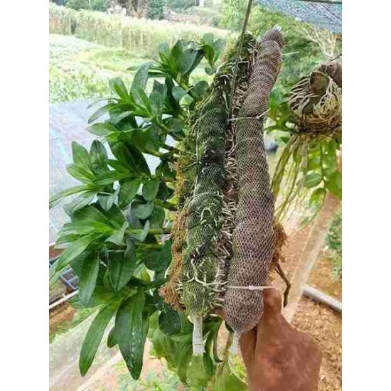 Combo 5 gói phân dê 10cm bón lan