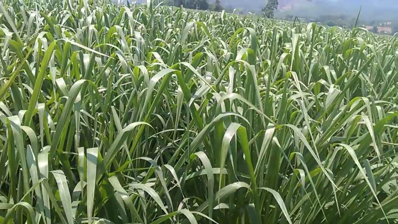 Gói 100g cỏ sả lá lớn Mombasa Ghine