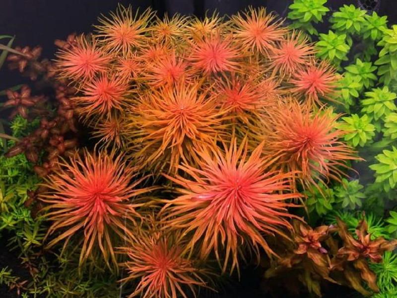 Cây thủy sinh Hồng Thái Dương