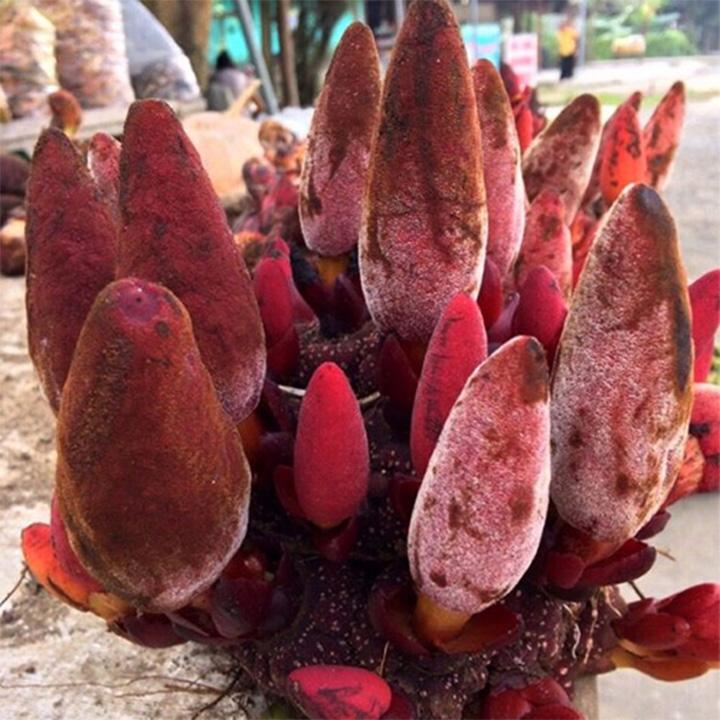 nấm ngọc cẩu khô 1kg
