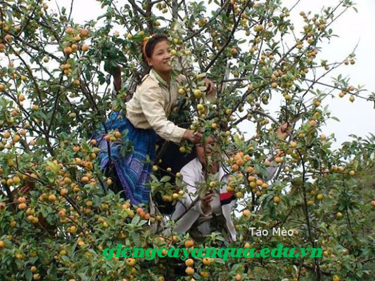 cây táo mèo giống
