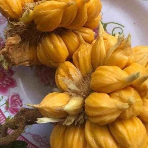 CÂY GIỐNG MÍT ẤN ĐỘ QỦA NHỎ SIÊU THƠM(CÂY GIỐNG NGỌC HIẾU)