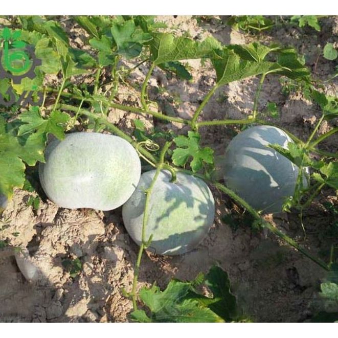Hạt Giống Bí đao tròn siêu trái -gói 10 hạt(tặng kèm phân bón)
