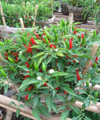 [HCM]Hạt Giống Ớt Xiêm - Gói 0.1gr