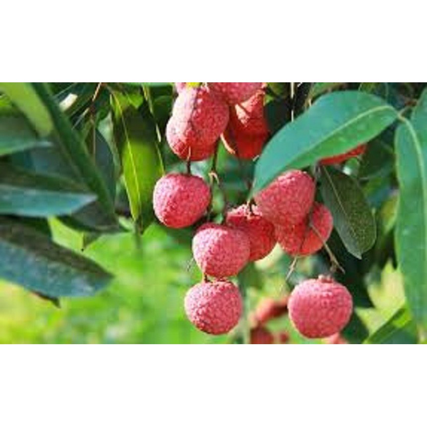 Cây giống vải thiều chiết cây giống chuẩn f1 gửi đi nguyên bầu