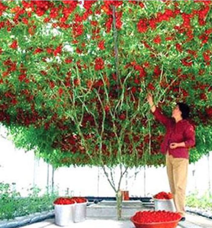 Hạt giống Cà chua bạch tuộc ( leo giàn ) - 10 hạt