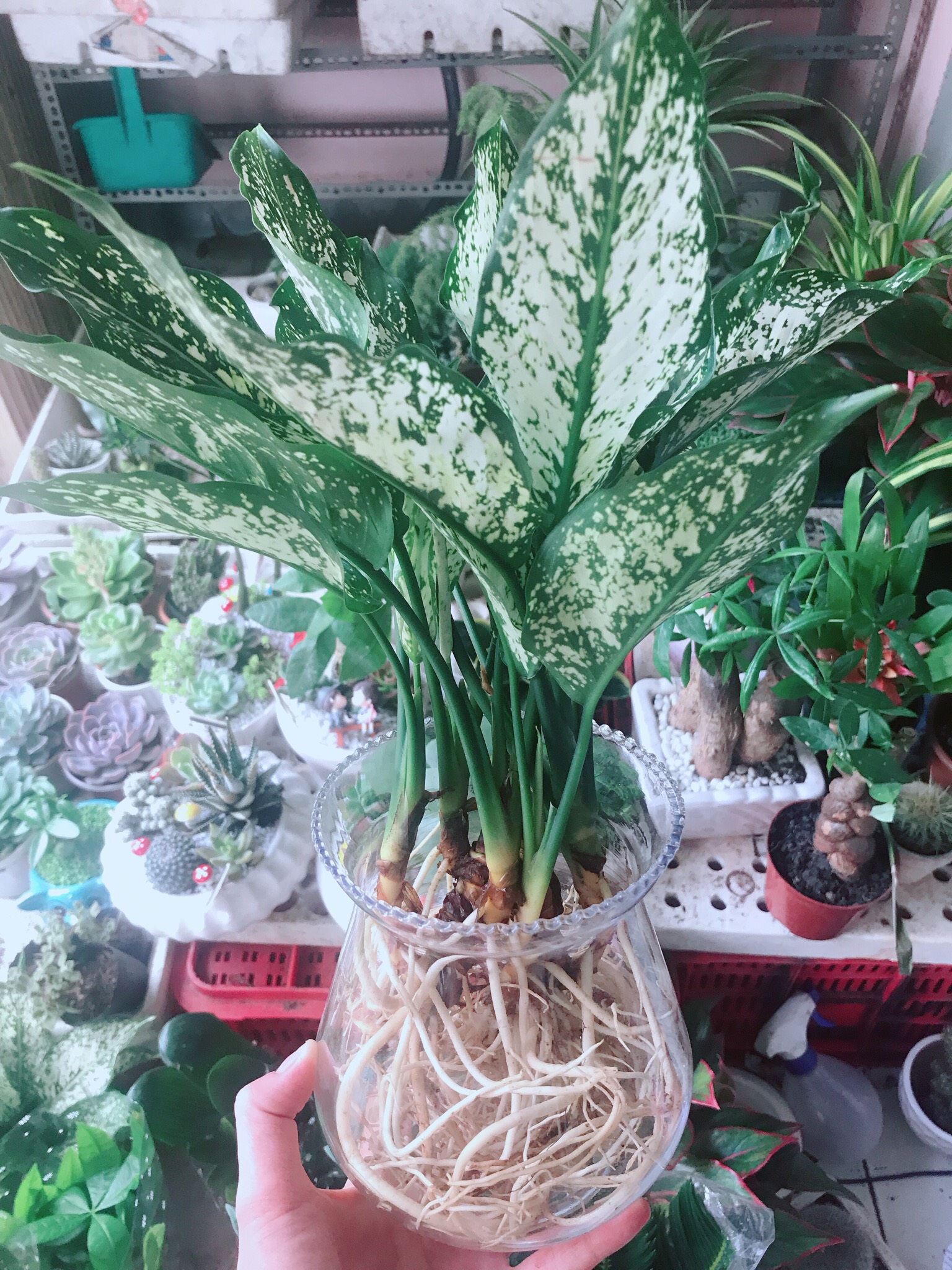 Cây Ngọc Ngân Thủy Sinh