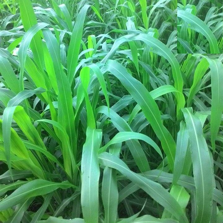 Hạt Giống Cỏ chăn nuôi SUDAN -Gói 100gram(tặng kèm phân bón)